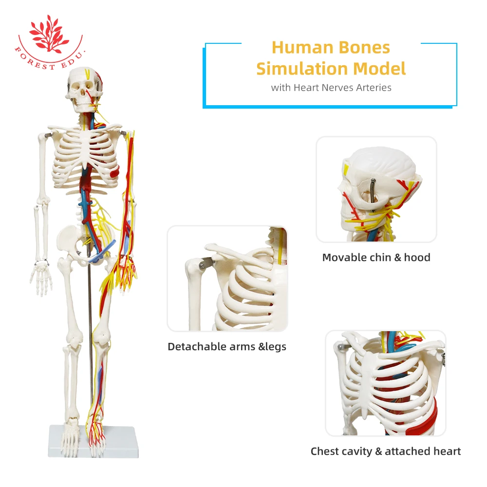 Anatomical Model FRT013 1/2 Life Size 85cm Human Skeleton Include Nerve Blood Vessels,Heart Medical Science Teaching Resource