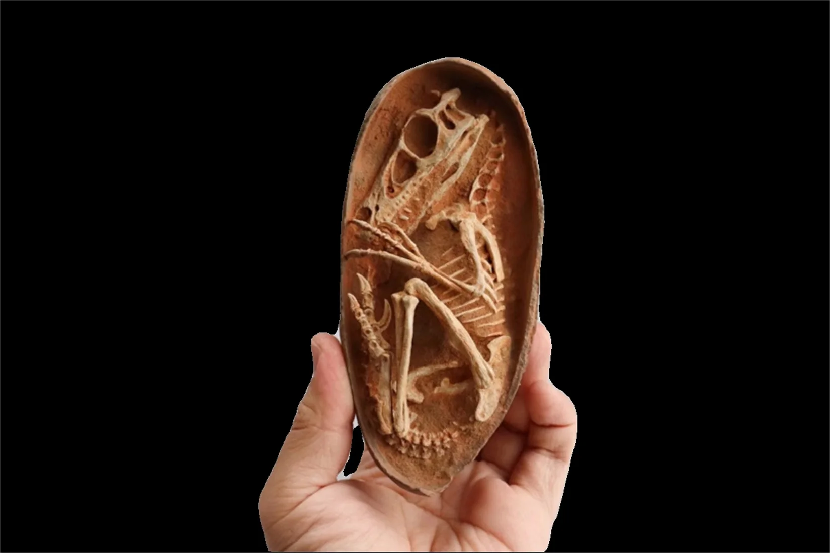 

1/1, Velociraptor, динозавр, яйцо, фотоколлекция GK, украшение для сцены, реалистичное животное, подарок для взрослых, подарок на день рождения