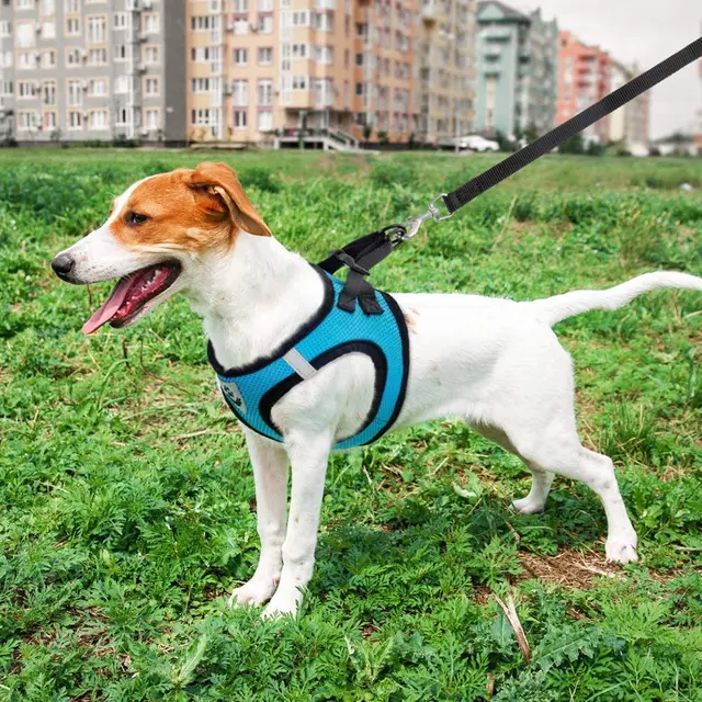 Cat Small Dog Breathable Mesh Harness And Leash Kitten Cats Harnesses Little Dog Puppy Harness For French Bulldog Chihuahua Pug 2