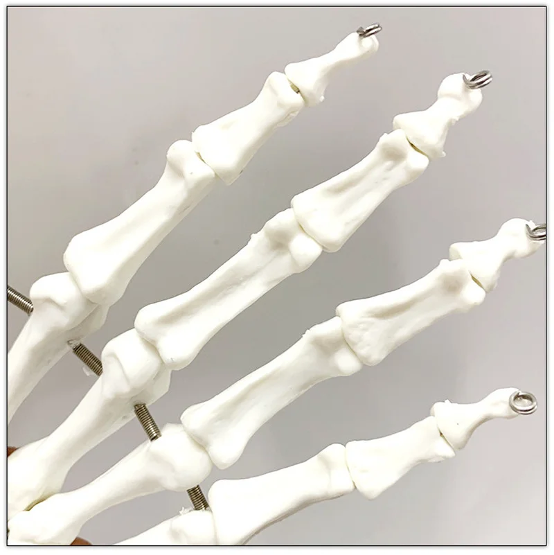 1:1 Life Size Human Hand Joint Model Hand Skeleton Bone Model Wrist Vola Palm Skeleton Medical Science Teaching Supplies