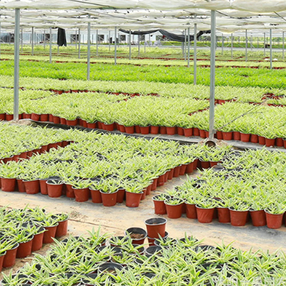 Plant Pot Garden Nursery Seed Starting Flowerpots Lightweight Succulent Seedling Tray Flower Vegetable Container Box 4 Size seed starter tray nursery pots plant propagation pots plastic flowerpot seedling tray hydroponic plant pots