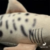 Sand Tiger Shark High Fidelity Anime Cute Plushie Billhead Shark Plush Toys Lifelike Animals Simulation Stuffed Doll Kawai Toy G 4