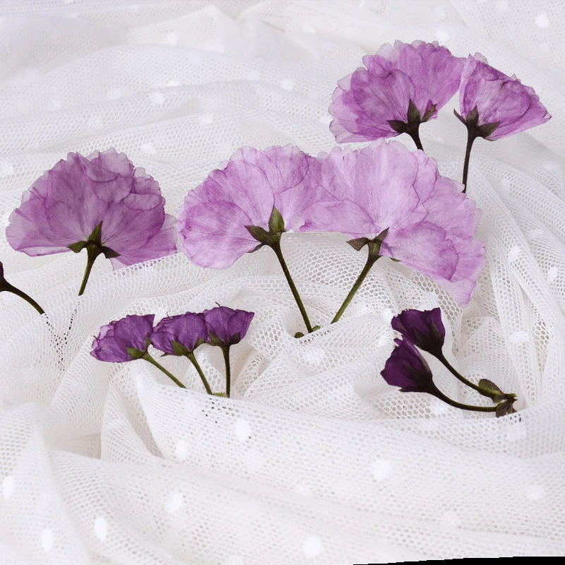 Flores de cerezo orientales prensadas naturales, flor de pétalos reales,  tarjetas de marcador para invitaciones de boda, maquillaje de pétalos, DIY,  3,5 5,5 cm/24 piezas| | - AliExpress