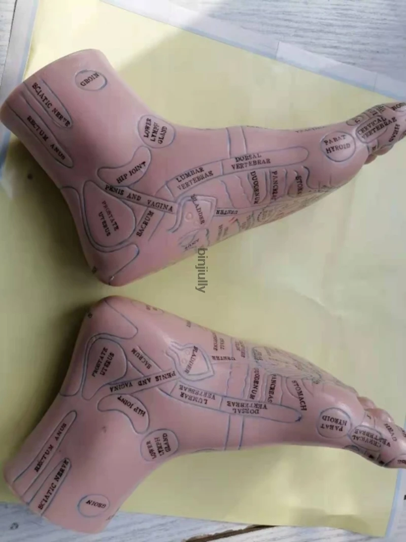 19cm Foot reflex zone massage model, not acupuncture model, Chinese and English code TCM Feet Reflexology, 1 pair