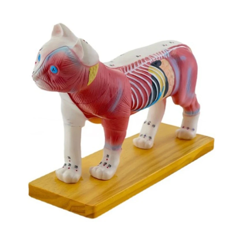 

Animal Anatomical Model for Veterinary Learning Cat Body Anatomical Model