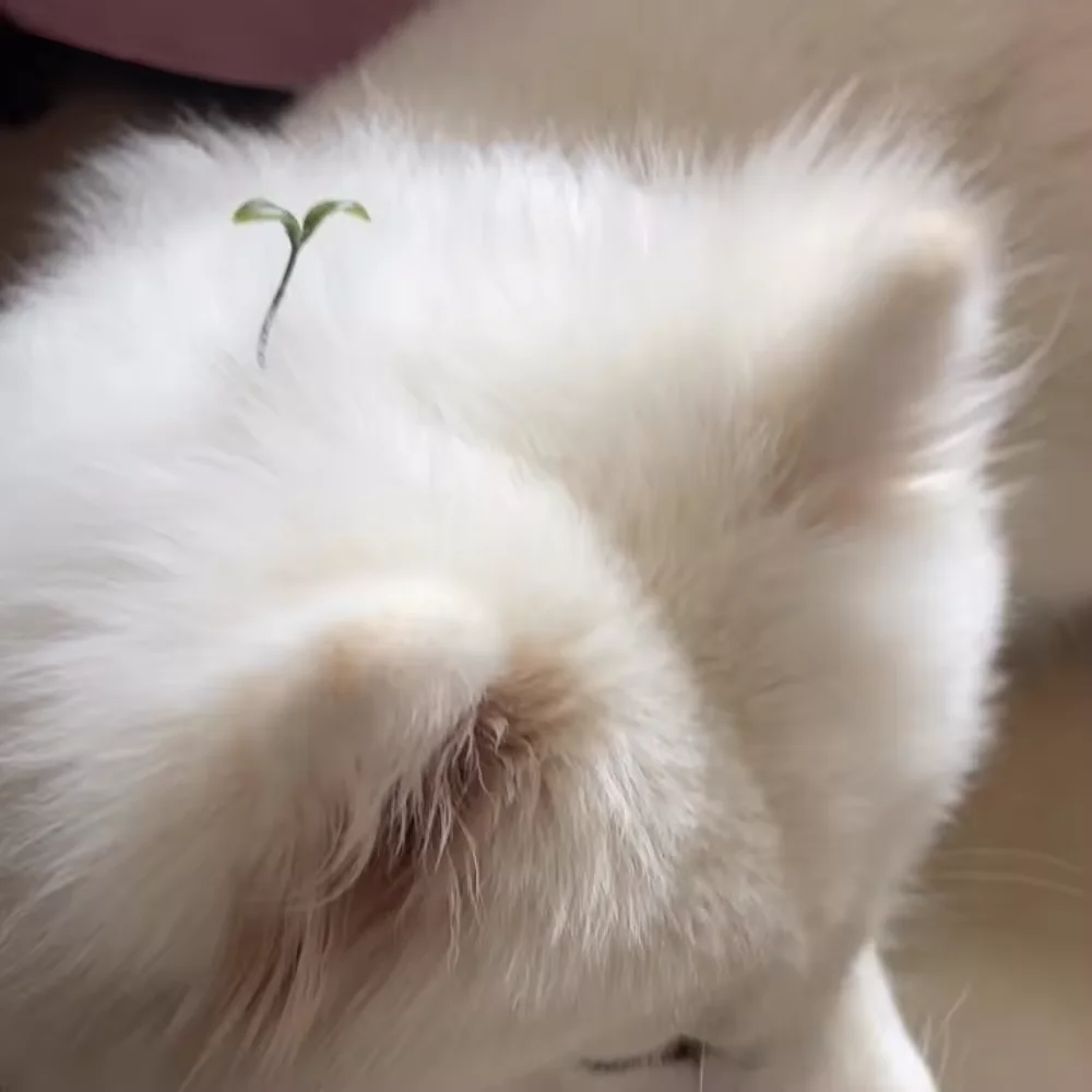 5-100pcs Grass Style Hair Clips Cute Sprout Plant Hairpins Novelty Hair Accessories for Women Girls Party Cosplay Funny Headwear