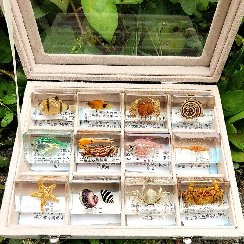 29 new marine resin specimen amber crawlers coral coral fish and crab biological collection teaching observers DEC 2