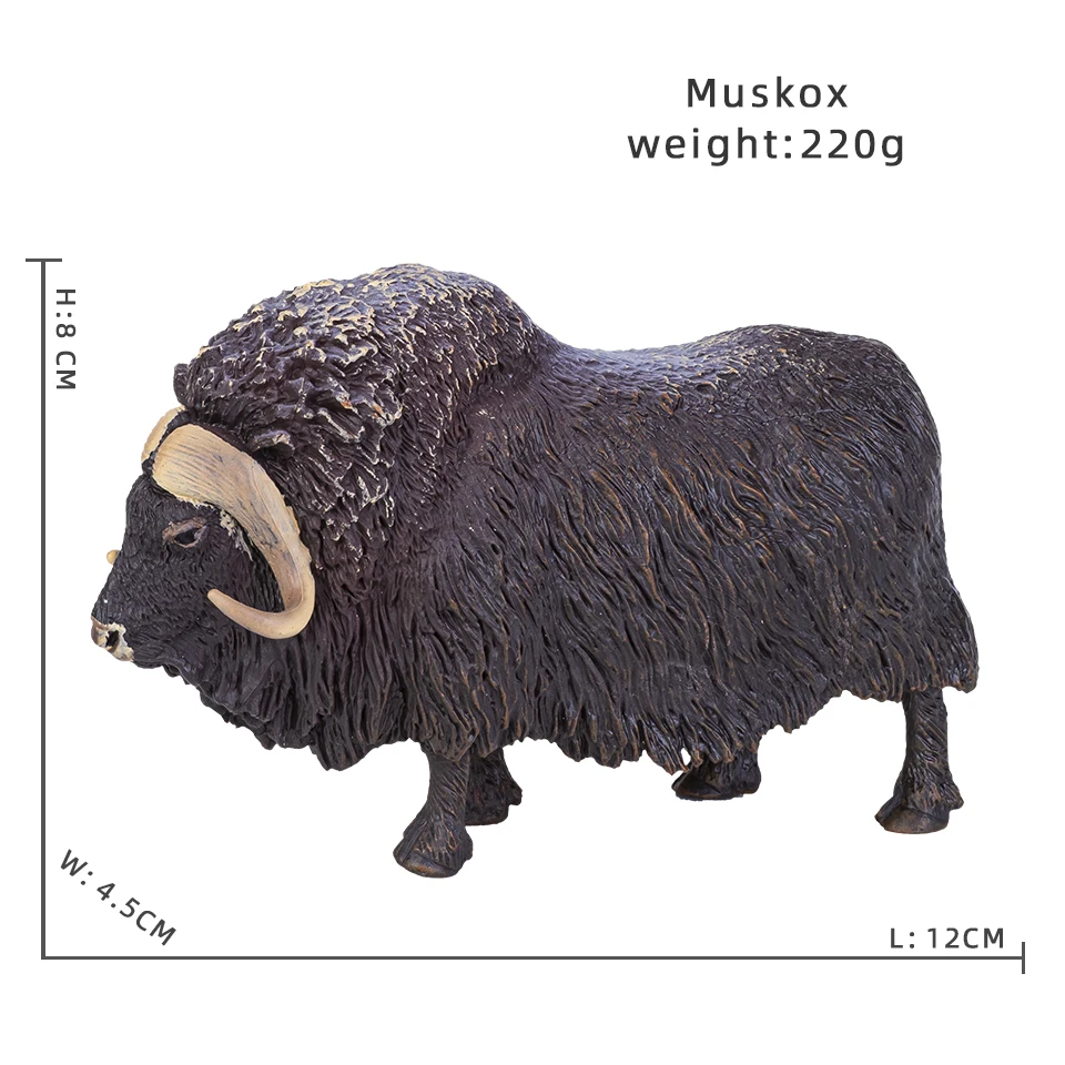 Muskox