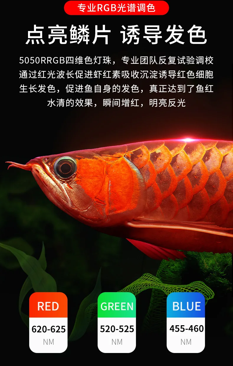 キ*ン様 Arowana Magical Light Series S23eaefc1e6234d82adf0f7b65b6c6