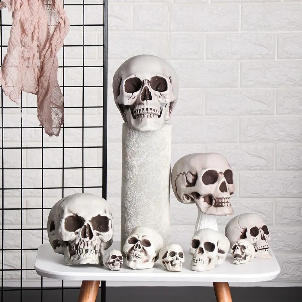 Human Skull Head Skeleton Halloween Photo Prop and Home Decor