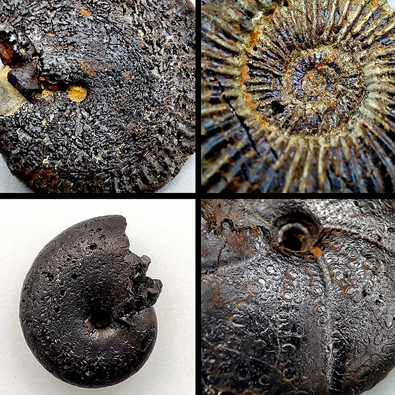 5Pcs Marine Life Fossils Ancient Raw Stones Cephalopoda Specimen Collection Decorations