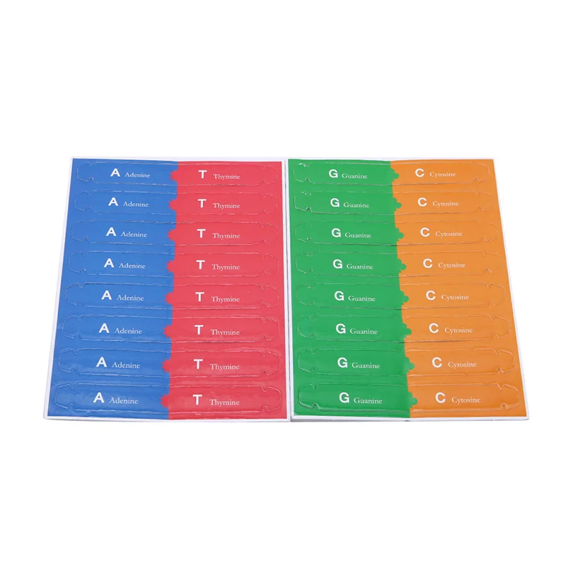 DNA مشروع دروس العلوم والأحياء ، الروابط النيتروجي...