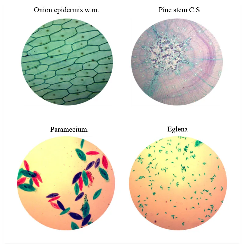 30 Lames de Microscope avec Spécimens pour Enfants, Lames Microscope  Préparées avec Plantes, Animaux et Insectes, Lamelles Microscope pour  Adultes, Enfants, Étudiants et L'école à la Maison : : High-Tech