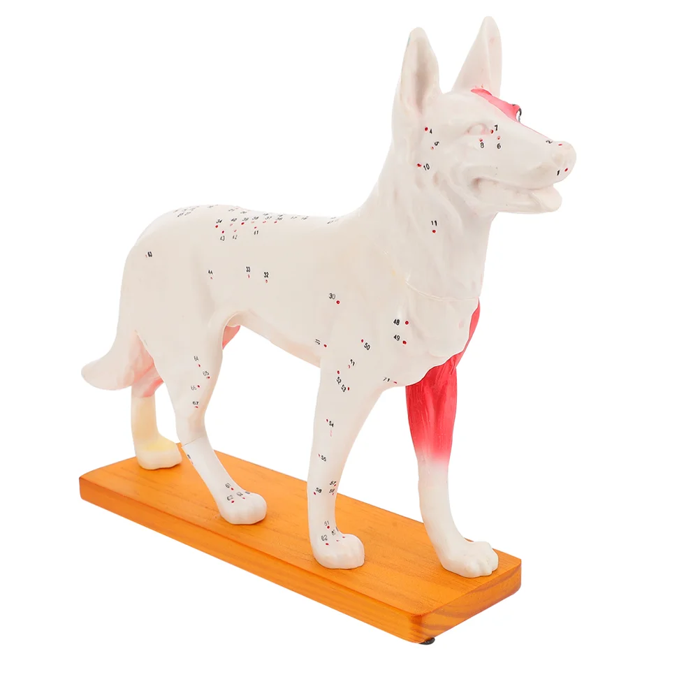 

Professional Medical Acupuncture Dog Acupoint Model Models School Teaching Tool