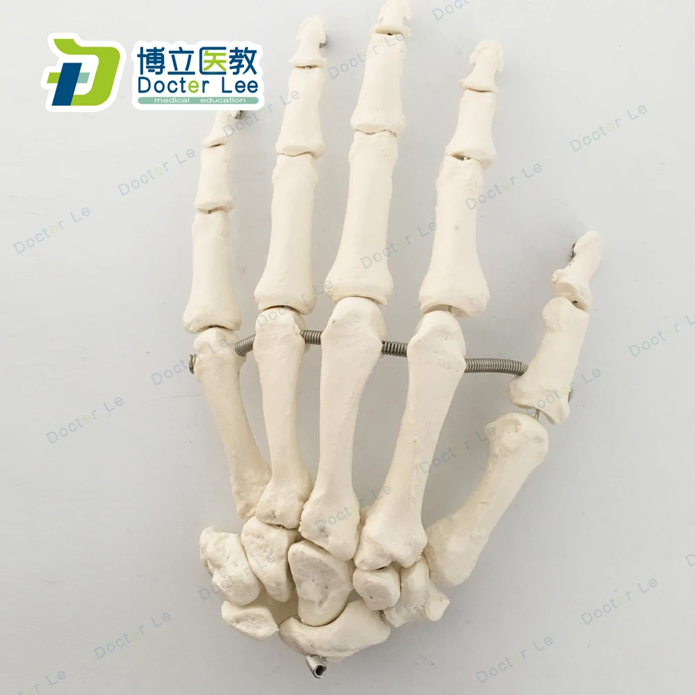 Life Size Anatomical Hand Joint Human Hand Skeleton Model for Medical Science and Edudcation Tool