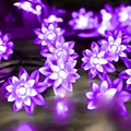 Lotus purple
