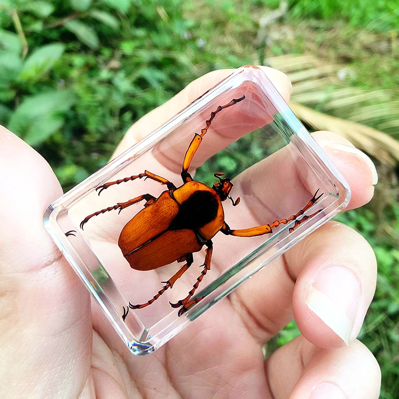 29 New Hot Selling Real Insect Resin Specimen Stag Beetle Locust Crab Scarab Bee Spider Teaching Collection Children's Cognition 3