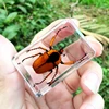 29 New Hot Selling Real Insect Resin Specimen Stag Beetle Locust Crab Scarab Bee Spider Teaching Collection Children's Cognition 3