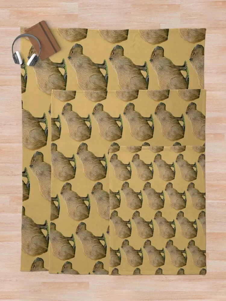 Capy   ,  ̺, ̵  