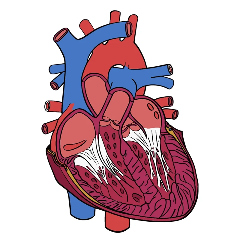 2023 Anatomical Heart Diagram Retractable Badge Reel, Telemetry Cardiology  Nurse Badge Holder, Monitor Tech Nursing - AliExpress