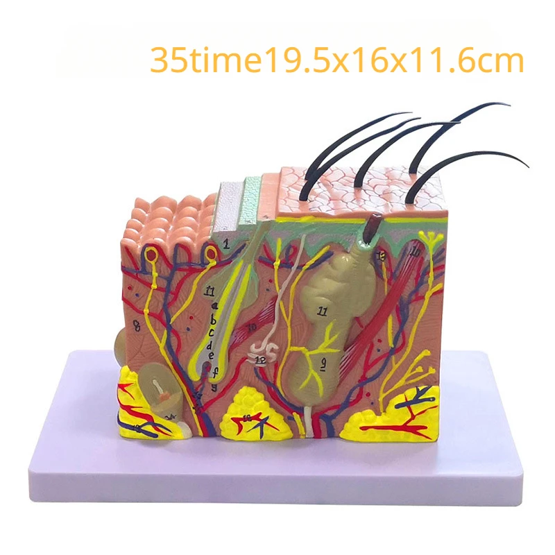 Skin Model Labeled Skin Model, 35X Enlarged Skin Anatomical Model 3D Skin Layers Model Human Skin M 947235