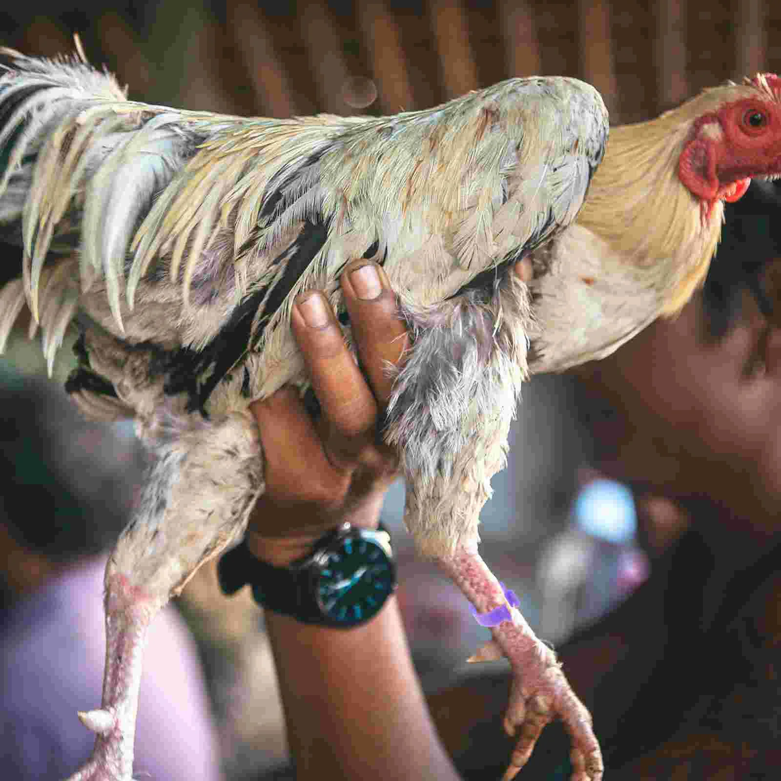 ݷ ŷ  ̽ ,  Ƹ  ĺ,   ѱ ǰ, 120 