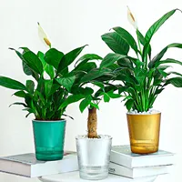 Clear Self Watering Planters Pots Household Anti Rot Self-Watering Planters for Living Room Plants Flowers 6