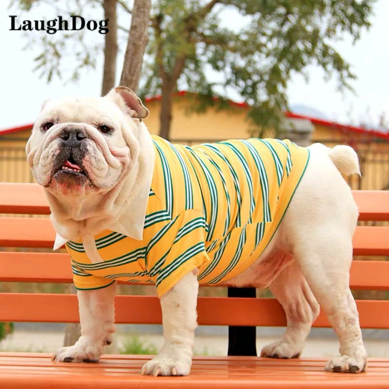 English Bulldogs In Clothes ubicaciondepersonas.cdmx.gob.mx