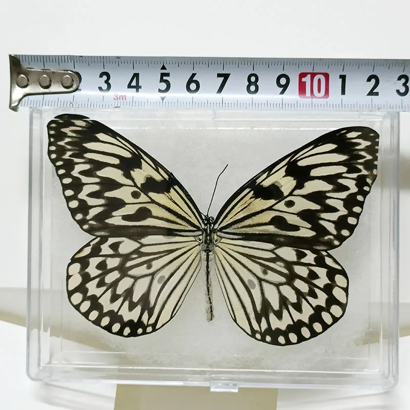 71o+0denn-L._UF350,350_QL80_.jpg