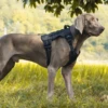 Tactical Chest Strap Large Dog Explosion proof Outdoor Anti slip Tank Top Pet Traction Dog Harness Reinforcement Loop Dog Walkin 5