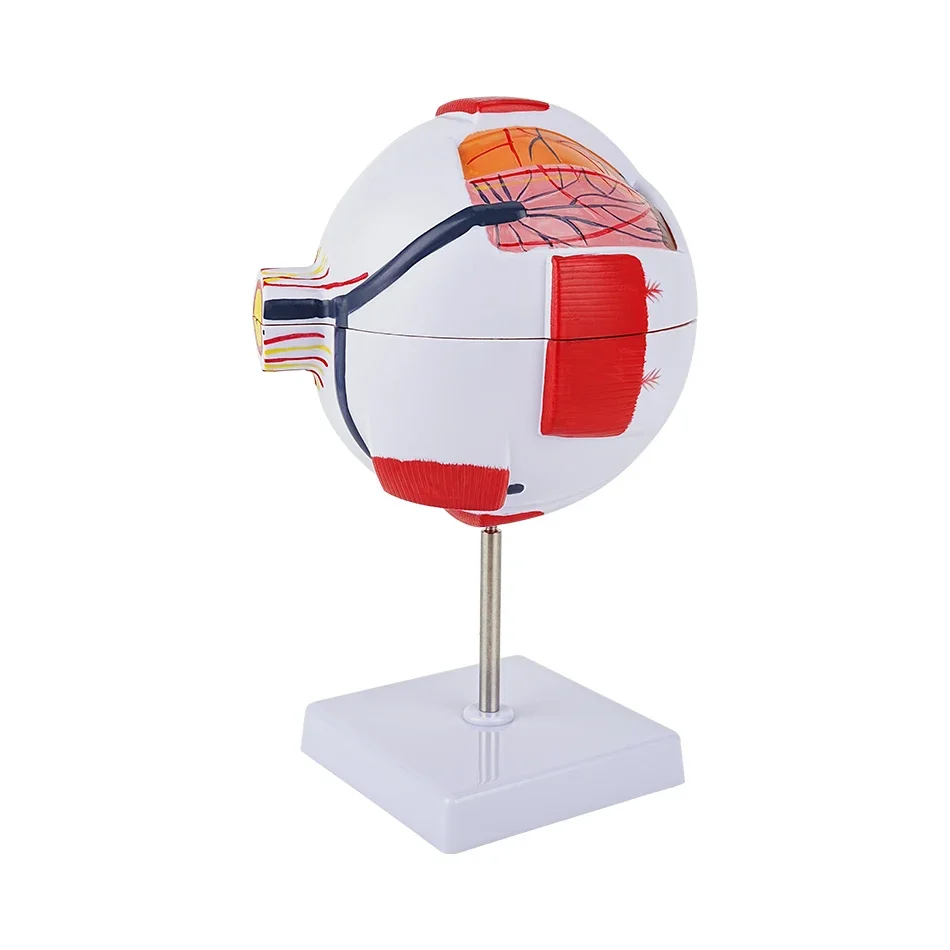 Anatomical Eye Model Eyeball Eyelid Model Disassemble 6 times Enlarged Optic Nerve For Eye Special Teaching eye model