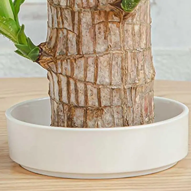 Wooden Decorative Tray Small Plant Pot Saucer Water Plant Dish Tabletop Tray Flower Pots for Living Room College Dorm Bedroom