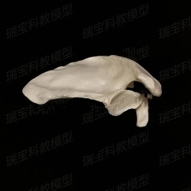 Modello Scheletro Di Cane In PVC 1:1 Grandezza Naturale - Per Veterinaria E Studio Anatomico