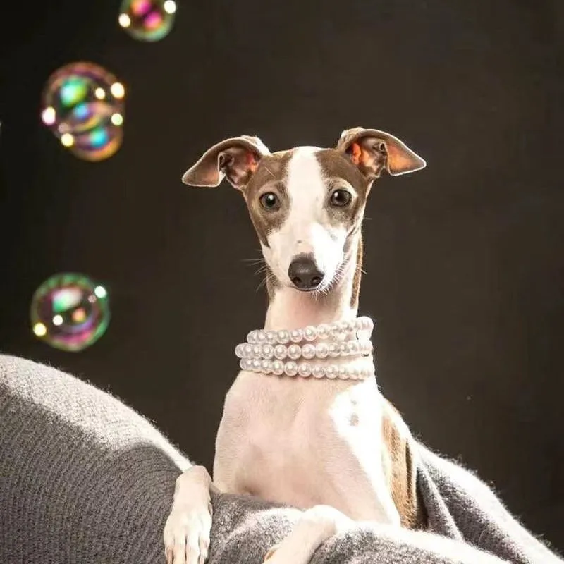 

Luxury Imitation Blanc Pearl Pet Dog Collar Adjustable Brides Pet Necklace Wedding Prom Jewelry Accessories for Small Medium Dog