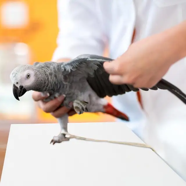 100 Fogli Per Gabbie Uccelli - Tessuto Non Tessuto, 25x35 Cm, Assorbenti E Facili Da Usare - Foto 11