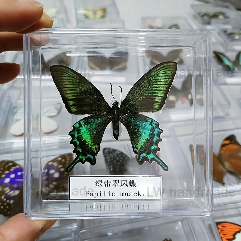 蝶標本 5個セット 透明ケース入り 蝶標本 5個セット 透明ケース入り