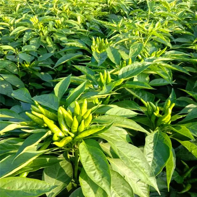 Gyári Közvetlen Ellátás Autóipari Minőségű Karbamid N46% Műtrágya - Image 5