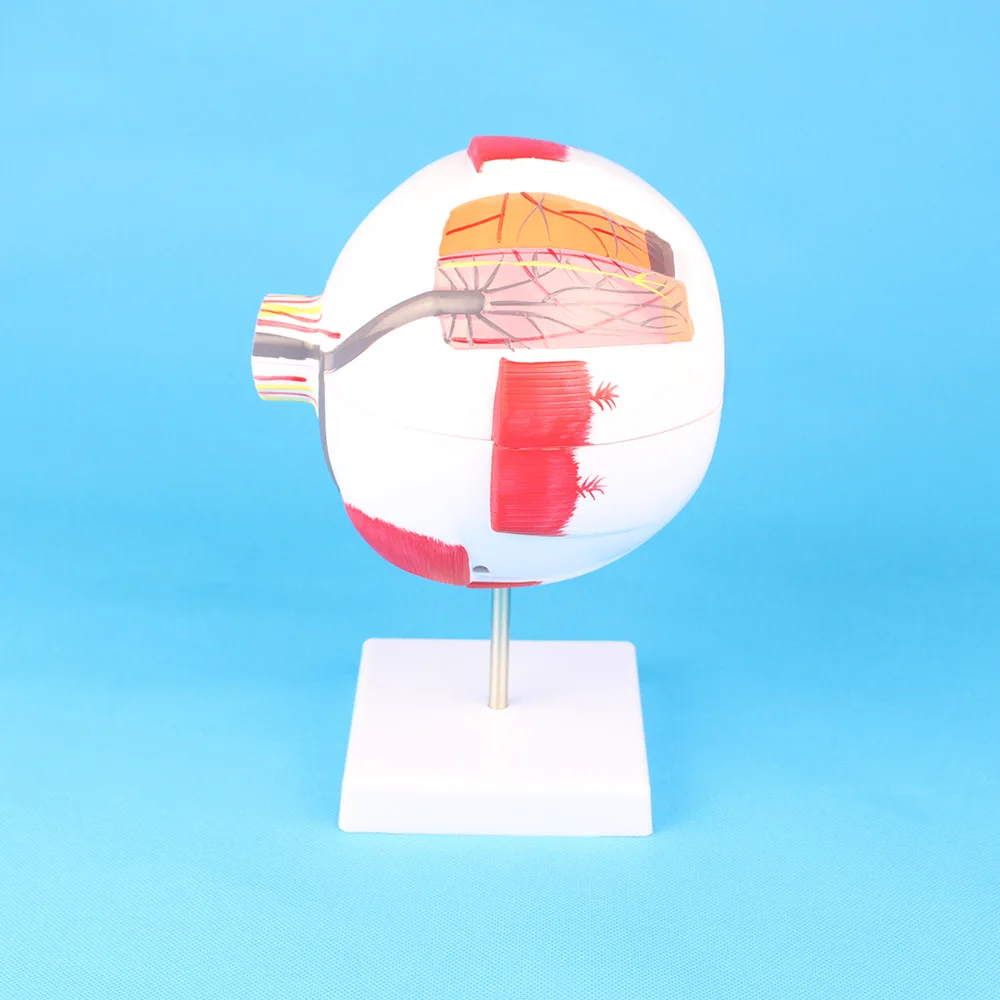 Anatomical Eye Model For Eye Special Teaching