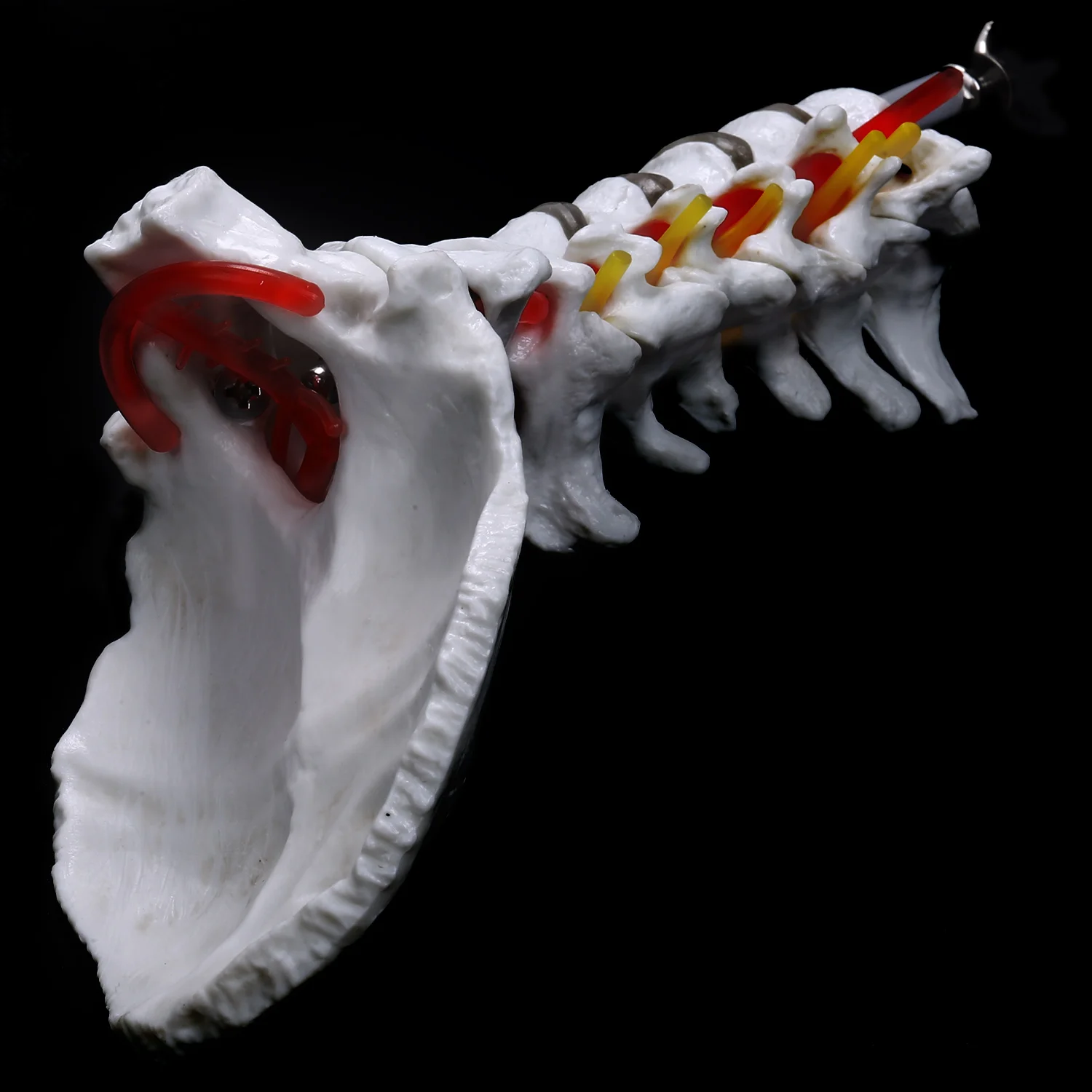 Cervical Vertebra Arteria Spine Spinal Nerves Anatomical Model Anatomy for Science Classroom Study Display Teaching Model 2
