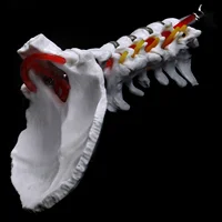 Cervical Vertebra Arteria Spine Spinal Nerves Anatomical Model Anatomy for Science Classroom Study Display Teaching Model 2