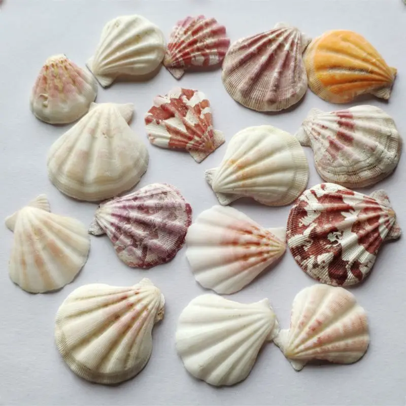 Natural Shell Ornaments 120g Natural Seashell Sea Conch Hermit House Aquarium Crafts Decorations