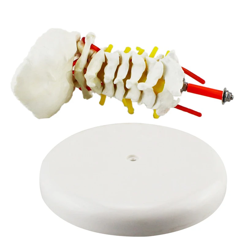 Human Cervical Vertebra Spine Anatomy Model Medical Science Teaching Resources