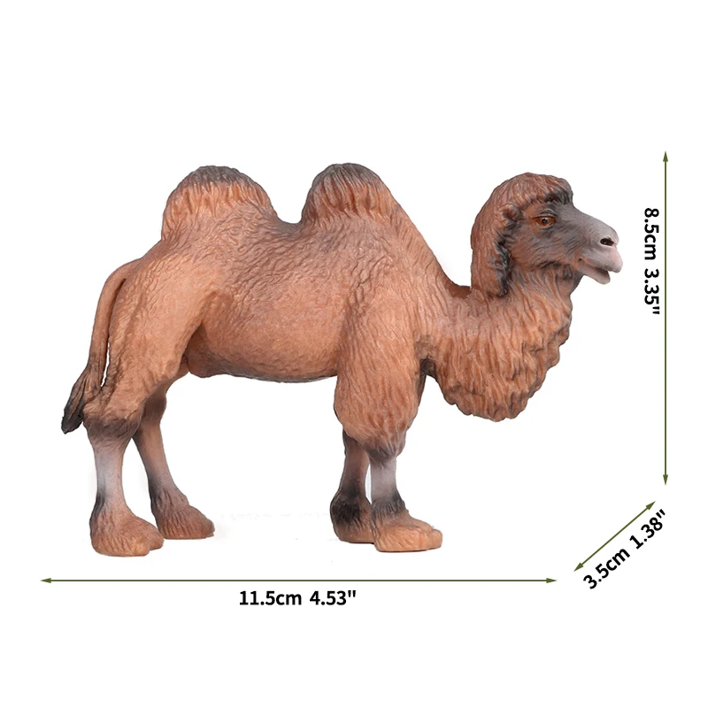 Bactrian camel