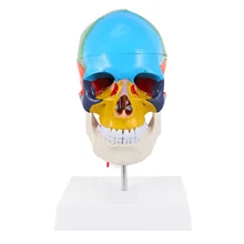 

Anatomical Model Colorful Model Teaching Model