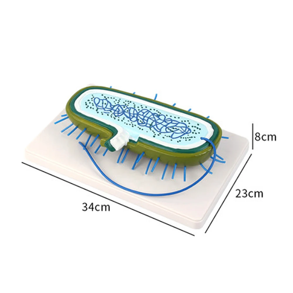 Bacterial model Nuclear model Chromosome biology Medical Science anatomy Teaching Teaching demonstration