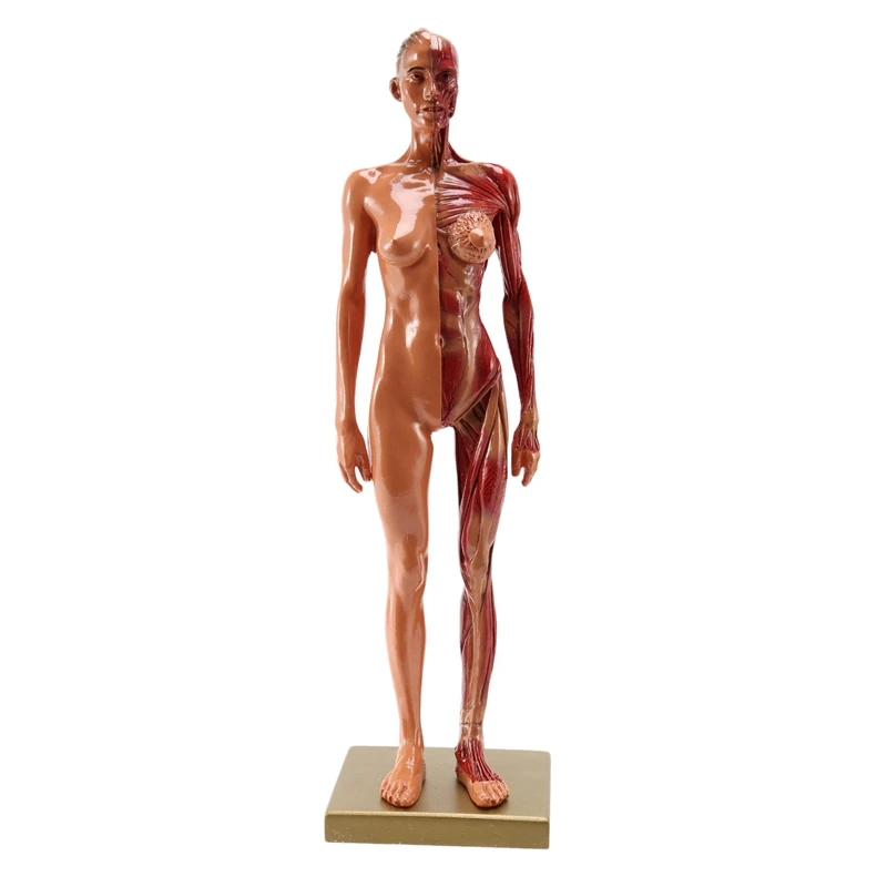 

1Pcs 30Cm Sculptor Human Body Anatomical Model CG Muscle Skeleton Painting Sculpture Teaching