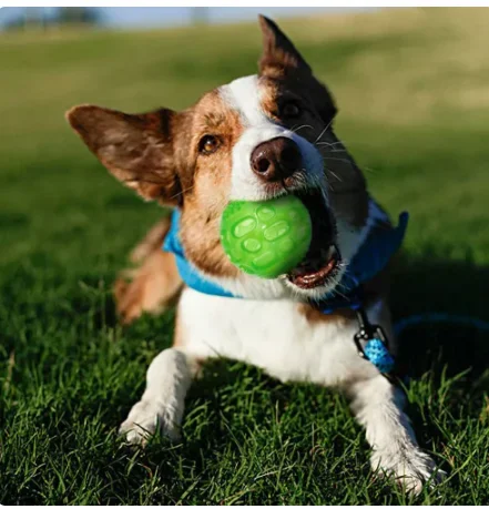

Pet Dog Puppy Sounding Toy Squeaky Tooth Cleaning Ball Playing Pet Teeth Chew Rubber Toy Float Funny Pet Dental Care Accessories