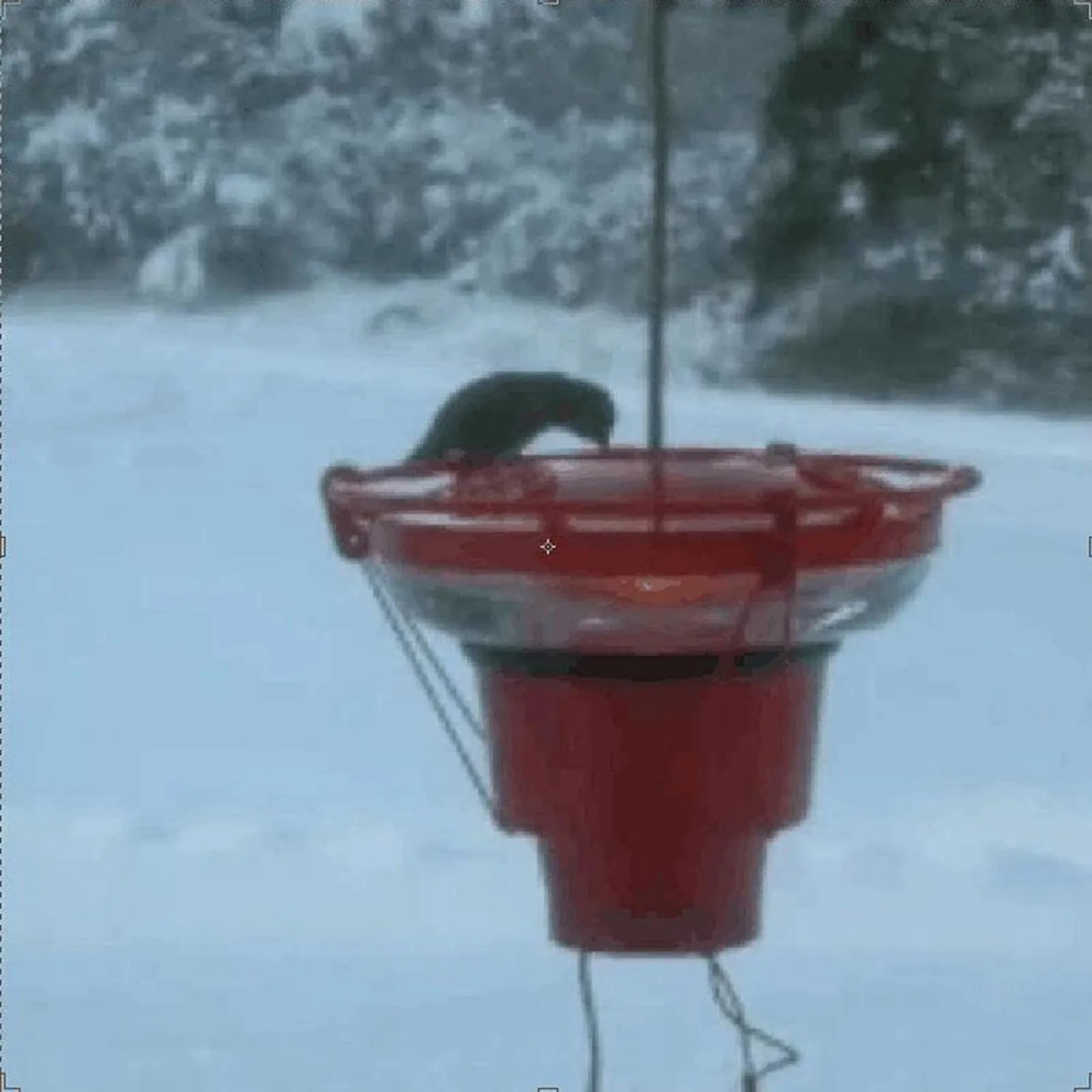Heated Hummingbird Feeders For Outdoors Warmer Attaches To Feeder Bottom Heated Bird Feeder For Winter Attaches.jpg