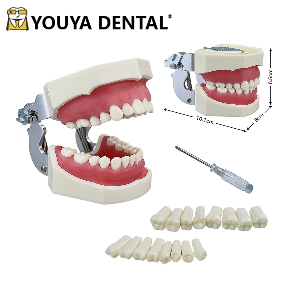 28 Teeth Dental Model For Dentist Technician Student Practice Teaching