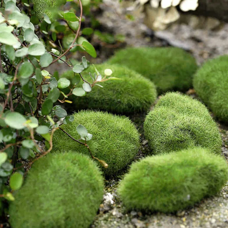 E15D 5Pcs Green Artificial Moss Ball Decorative Stone for Ideal for Vases Planter Dec